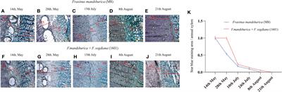 Brassinosteroids affect wood development and properties of Fraxinus mandshurica